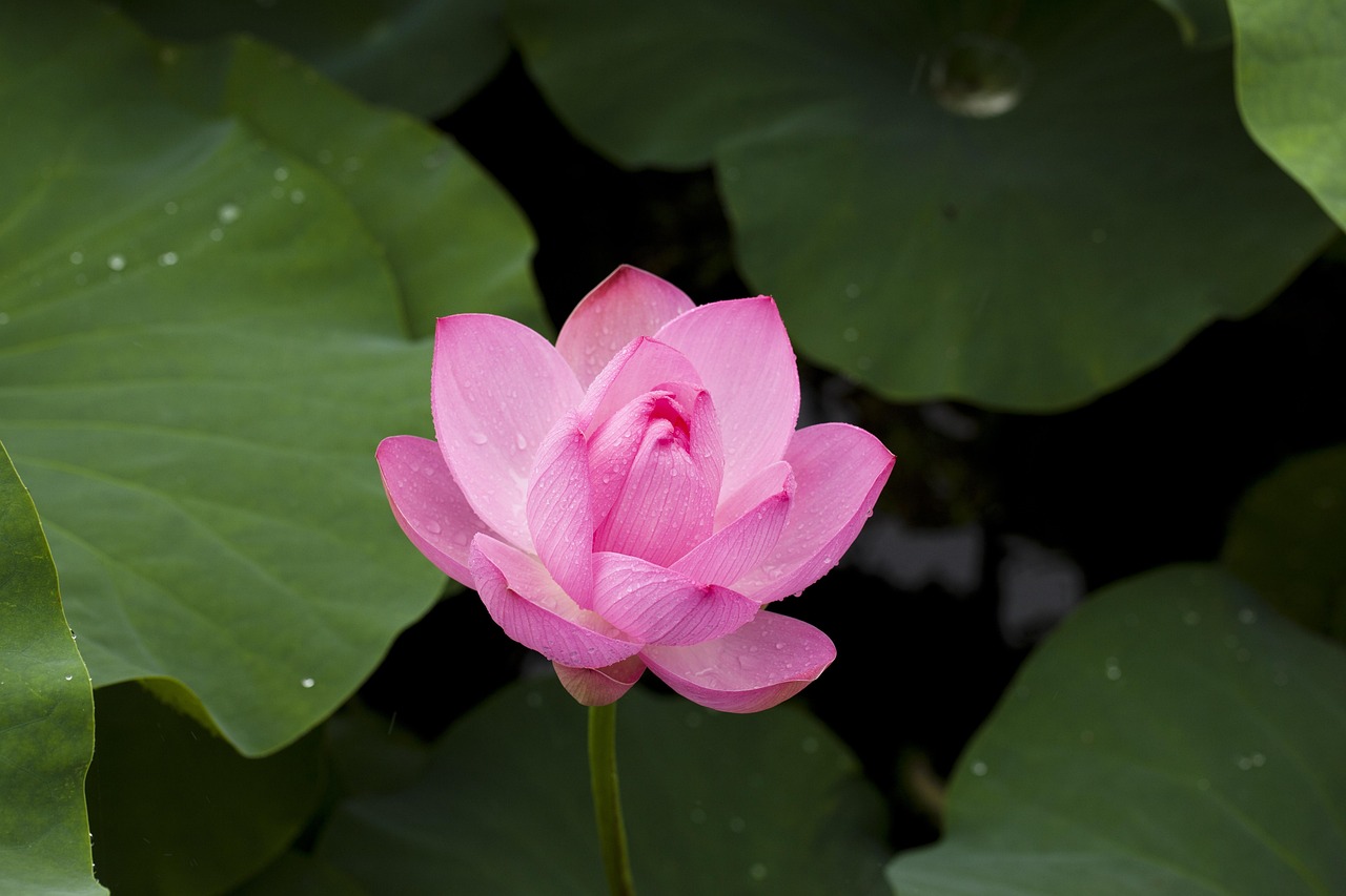 Is Legal Lotus365 Apk Legal in India? Complete 2026 Guide